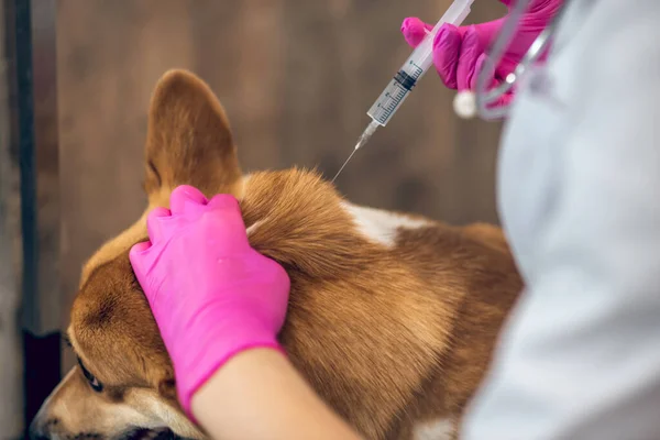Médico veterinario mujer haciendo una inyección a un perro — Foto de Stock