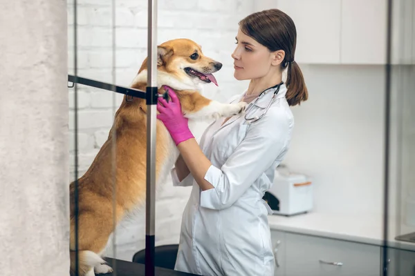 Samičí veterinární lékař, který podává injekci psovi — Stock fotografie