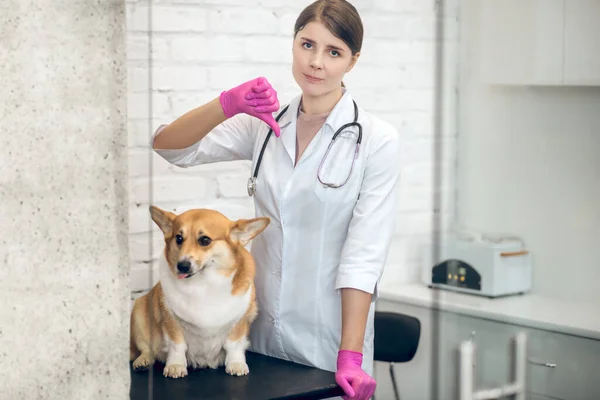 Jovem feminino vet com um bonito corgi no clínica — Fotografia de Stock