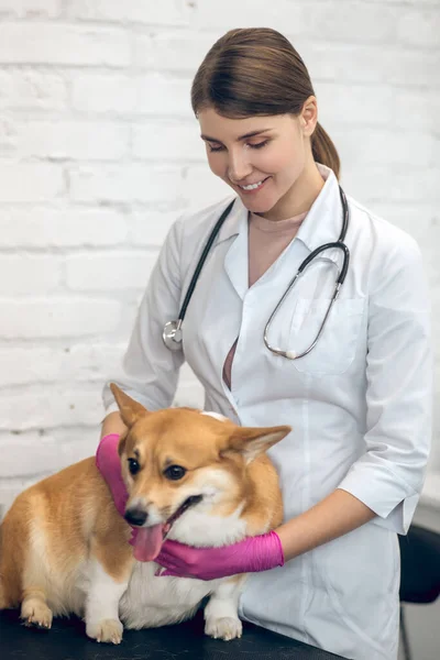 Mosolygó női állatorvos egy aranyos kutya egy klinikán — Stock Fotó