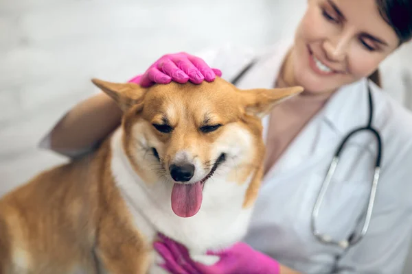 Klinikte sevimli bir köpekle gülümseyen kadın veteriner. — Stok fotoğraf