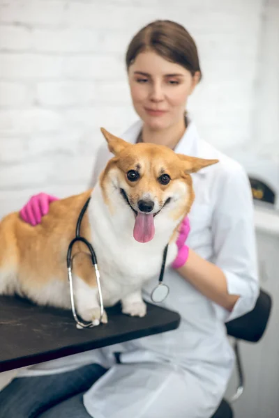 Mosolygó női állatorvos vizsgálata aranyos kutya egy klinikán — Stock Fotó