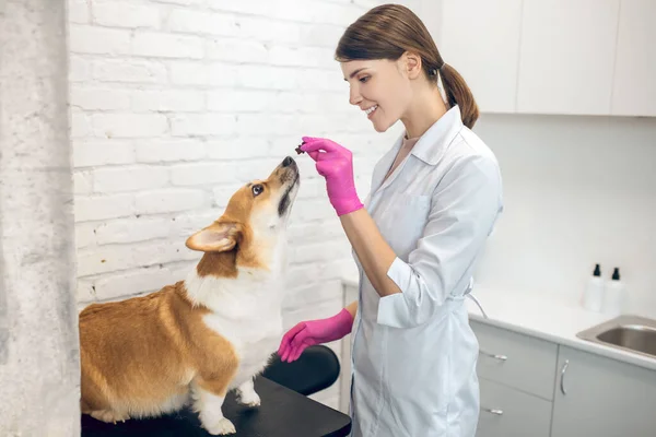 Médico veterinário feminino dando algumas coisas saborosas para um cão — Fotografia de Stock