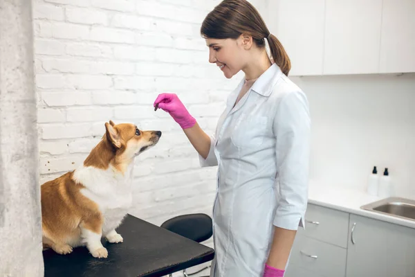 Médecin vétérinaire femme donnant des choses savoureuses à un chien — Photo