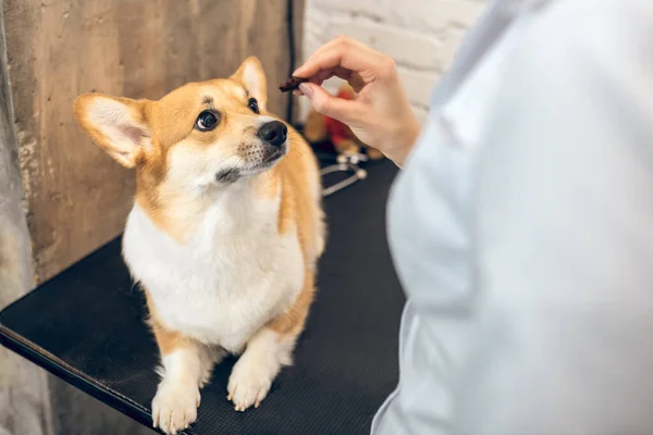 Médico veterinário feminino dando algumas coisas saborosas para um cão — Fotografia de Stock