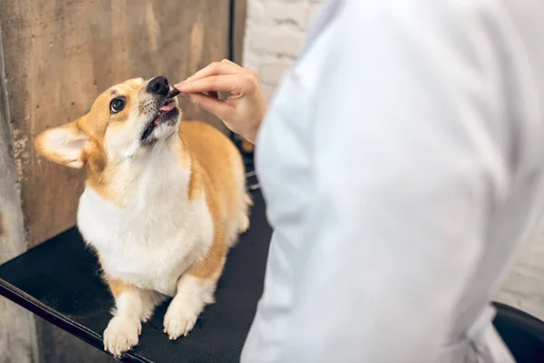 Médico veterinario mujer dando algunas cosas sabrosas a un perro — Foto de Stock