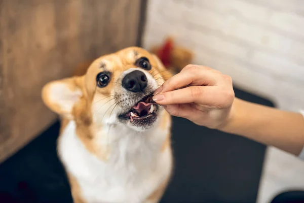 Feche o quadro de uma mão de mulheres alimentando um cão — Fotografia de Stock