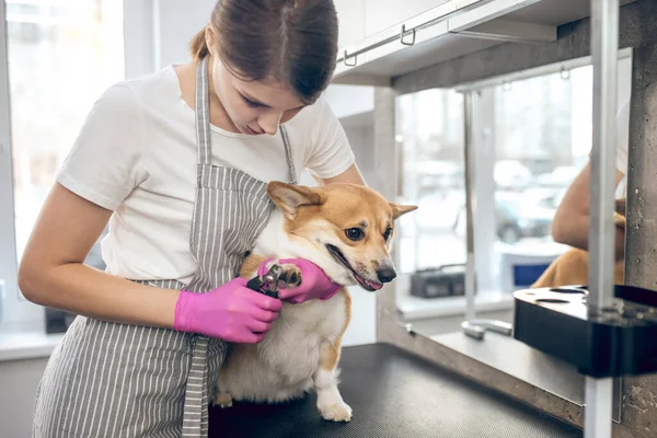 Женщина-парикмахер режет когти милой собаке — стоковое фото