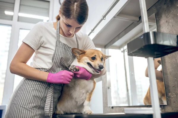 Feminino groomer corte garras para um bonito cão — Fotografia de Stock