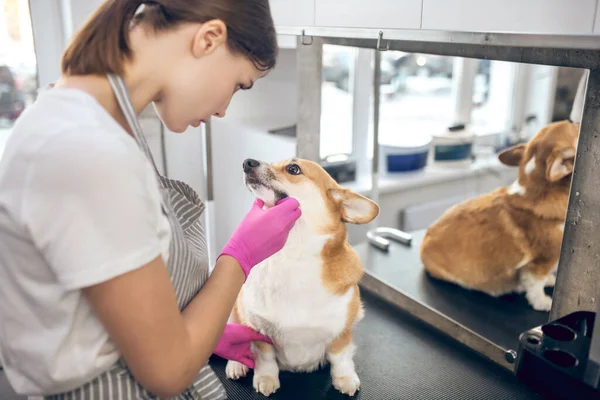 Joven mujer morena trabajando con un perro en un salón de peluquería de mascotas — Foto de Stock