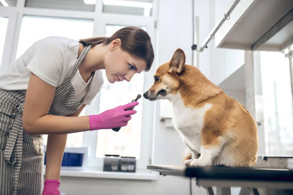 Jeune femme brune travaillant avec un chien dans un salon de toilettage pour animaux de compagnie — Photo