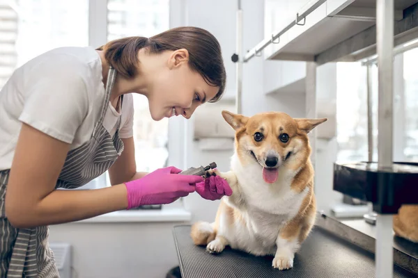 Jovem mulher de cabelos escuros trabalhando com um cão em um salão de beleza de animais de estimação — Fotografia de Stock