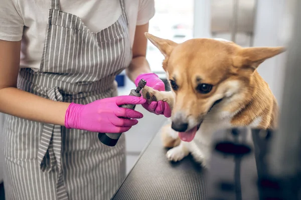 Jeune femme brune travaillant avec un chien dans un salon de toilettage pour animaux de compagnie — Photo