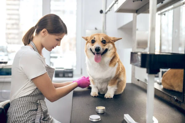 Femme toiletteuse d'animaux travaillant avec un chien dans un salon de toilettage — Photo