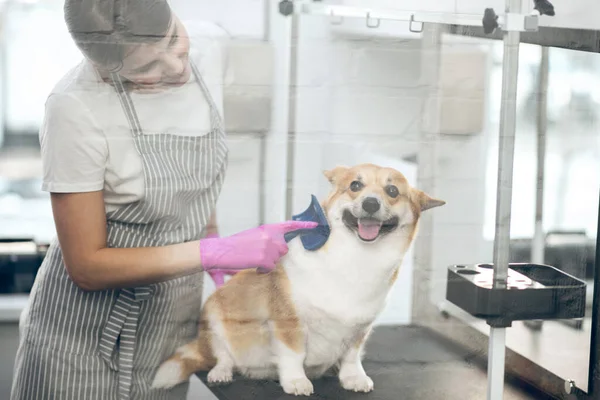 Kvinnliga husdjur skötare borsta den söta hunden och ser inblandade — Stockfoto