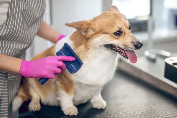 Θηλυκά κατοικίδια ζώα groomer βούρτσισμα το χαριτωμένο σκυλί και αναζητούν εμπλέκονται — Φωτογραφία Αρχείου
