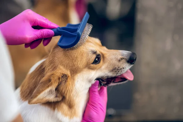 Närbild på en putsare händer borsta en hund — Stockfoto