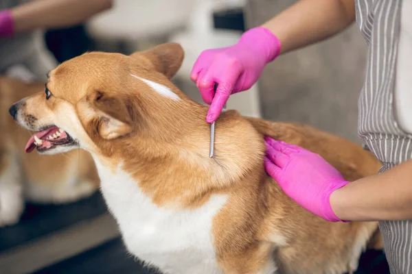 与狗一起工作的美容师的合影 — 图库照片