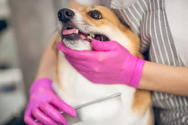Închide imaginea unui îngrijitor mâini care lucrează cu un câine — Fotografie, imagine de stoc