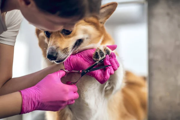 Peluquería femenina trabajando en un salón de peluquería de mascotas — Foto de Stock