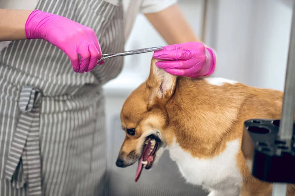 Mulher groomer trabalhando em um salão de arrumação de animais — Fotografia de Stock