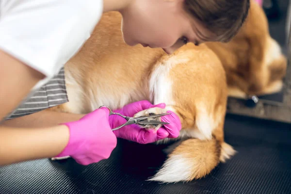 Mulher groomer trabalhando em um salão de arrumação de animais — Fotografia de Stock