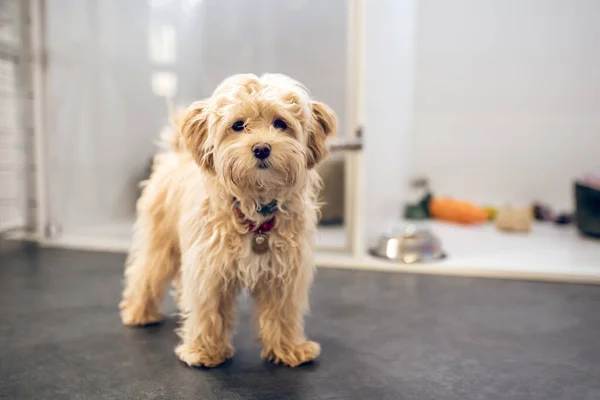 Immagine di un cane carino in un hotel di animali domestici che sembra serio — Foto Stock