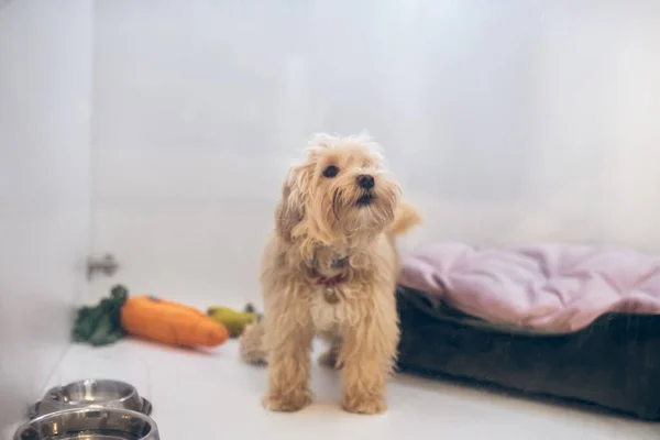 Cane soffice carino in un hotel per animali domestici in attesa del proprietario — Foto Stock