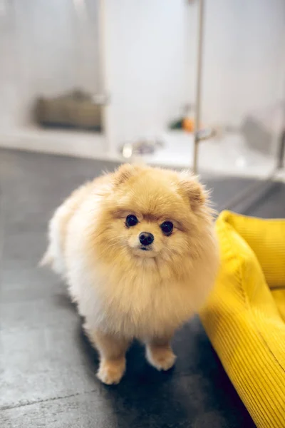 Picture of a cute dog in a pets hotel looking serious — Stock Photo, Image