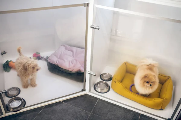 Lindo perro esponjoso en un hotel de mascotas esperando al propietario —  Fotos de Stock