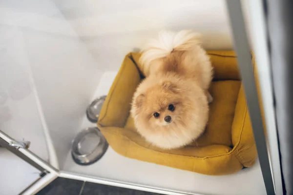 Lindo perro esponjoso en un hotel de mascotas esperando al propietario —  Fotos de Stock