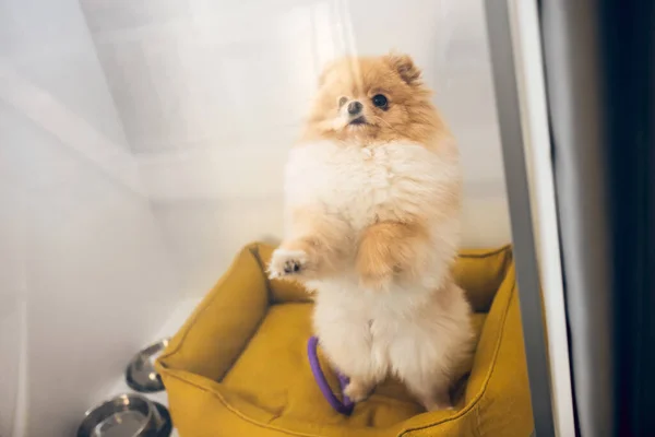 Primer plano de un lindo spitz en una cama para mascotas —  Fotos de Stock