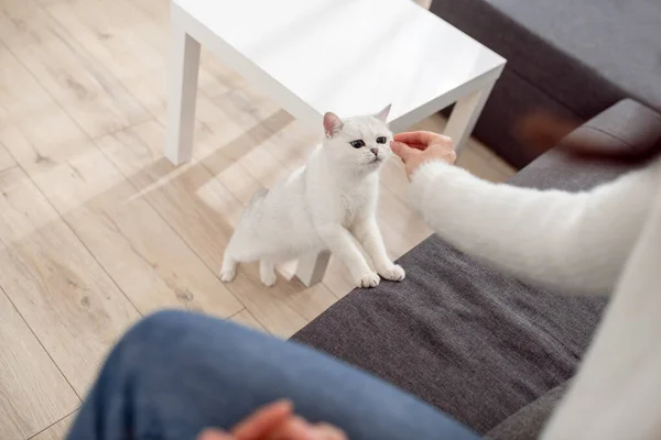 Nette junge Frau füttert ihre Katze und fühlt sich friedlich — Stockfoto