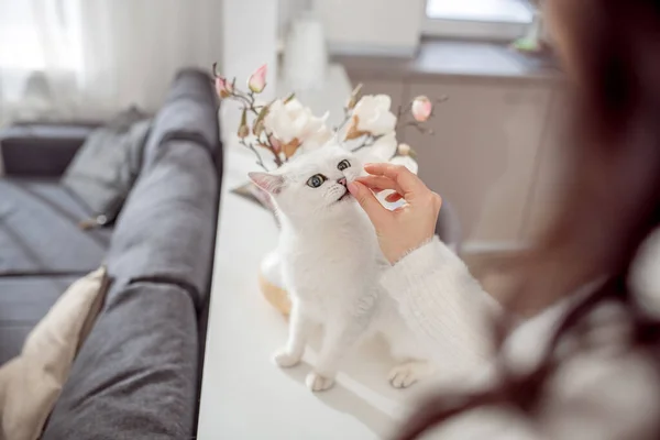 Niedliche flauschige weiße Katze sieht glücklich aus, während der Besitzer ihn streichelt — Stockfoto