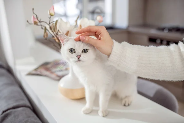 Schattig pluizig wit kat kijken gelukkig terwijl de eigenaar strelen hem — Stockfoto