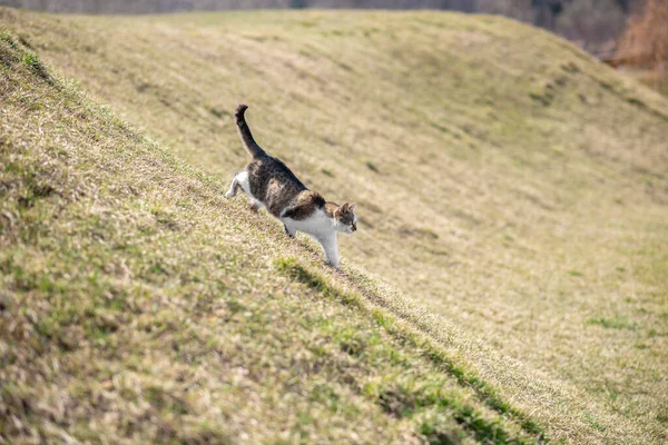 Cat running down slope walking in fresh air