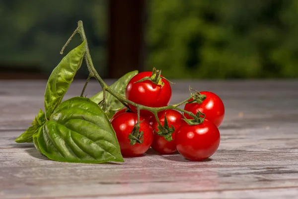 Picture of branch — Stock Photo, Image