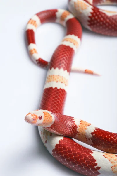 Reptiles sobre fondo blanco — Foto de Stock