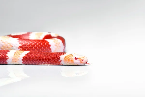 Reptilien auf weißem Hintergrund — Stockfoto