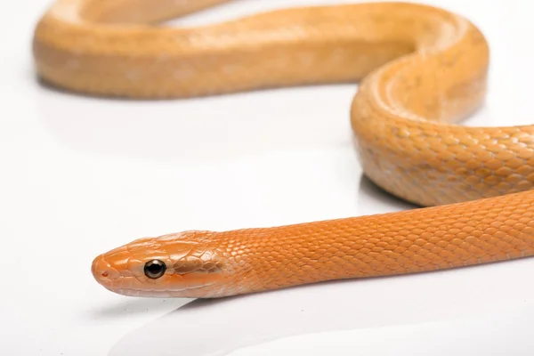 Reptiles on white background — Stock Photo, Image