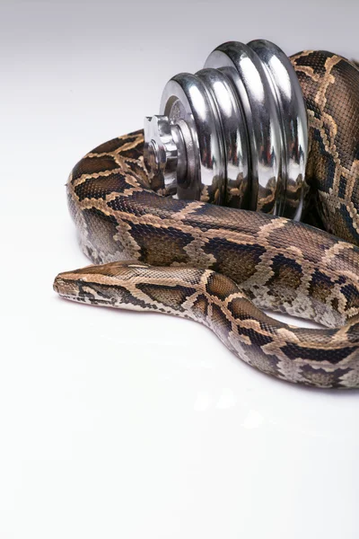 Reptiles on white background — Stock Photo, Image