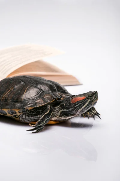 Reptielen op witte achtergrond — Stockfoto