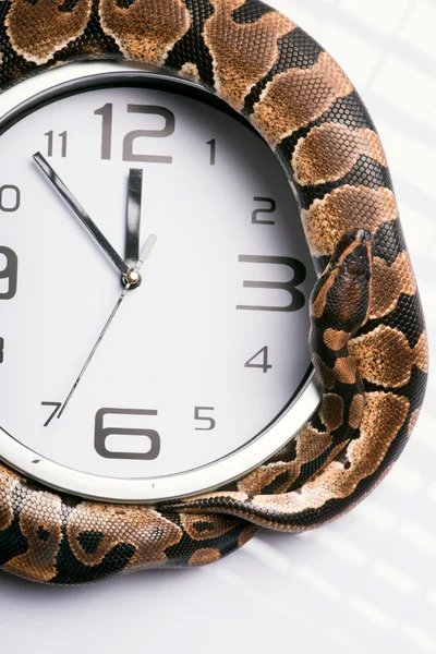 Reptiles on white background — Stock Photo, Image