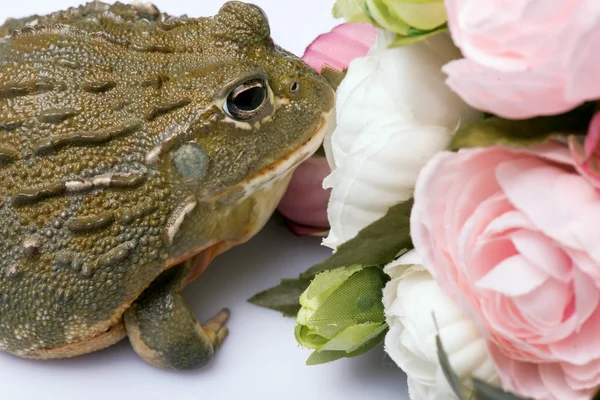 Reptilien auf weißem Hintergrund — Stockfoto