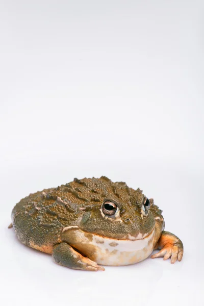 Reptilien auf weißem Hintergrund — Stockfoto