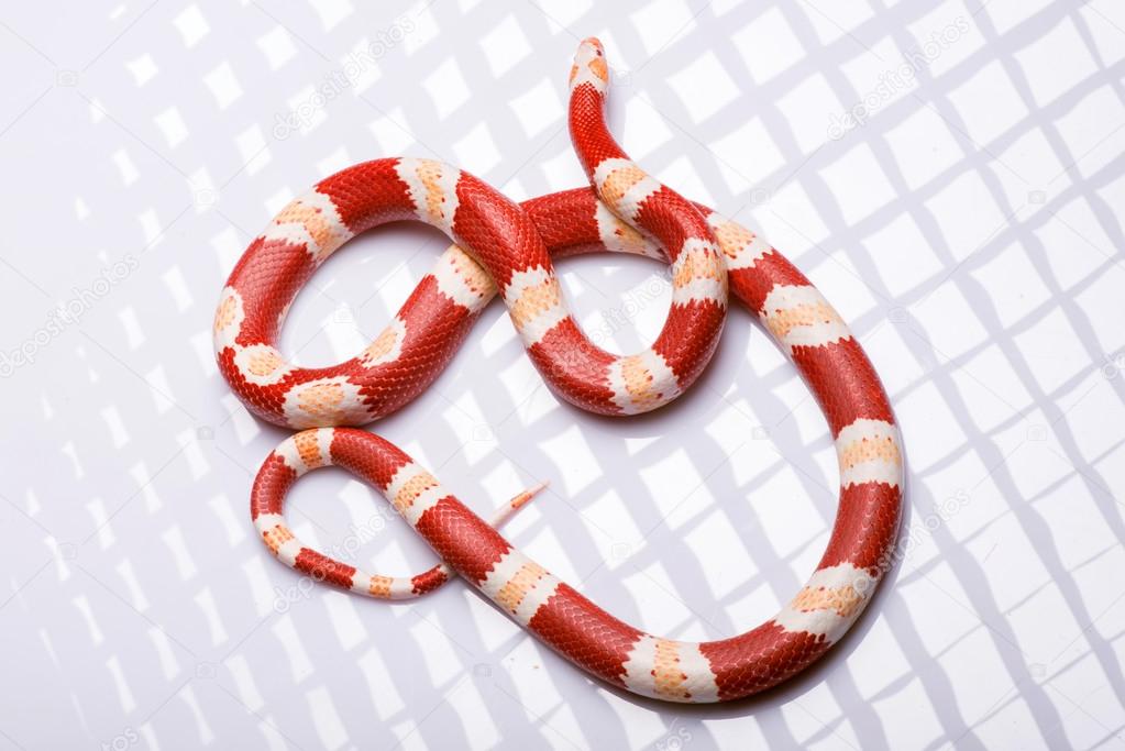 reptiles on white background