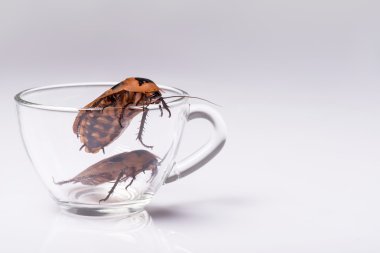 Beyaz arka plan üzerinde hamamböceği tıslama Madagaskar