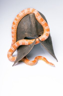 Beyaz arka plan üzerinde sürüngenler