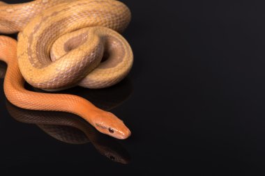 Yellow Rat Snake on black background clipart