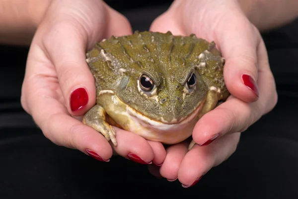 Reptielen op witte achtergrond — Stockfoto